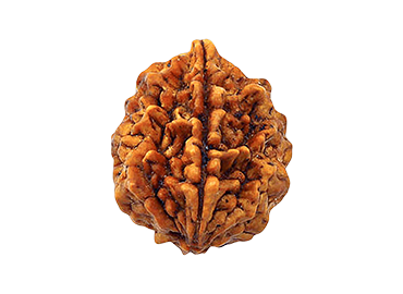 Two Mukhi Rudraksha