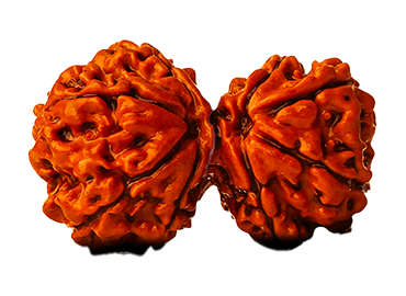 Gauri Shankar Rudraksha